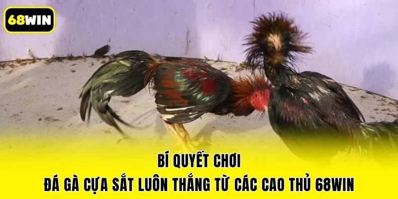 Bí Quyết Chơi Đá Gà Cựa Sắt Luôn Thắng Từ Các Cao Thủ 68win
