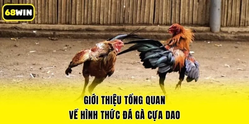 Giới thiệu tổng quan về hình thức đá gà cựa dao
