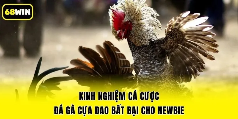 Kinh nghiệm cá cược đá gà cựa dao bất bại cho newbie