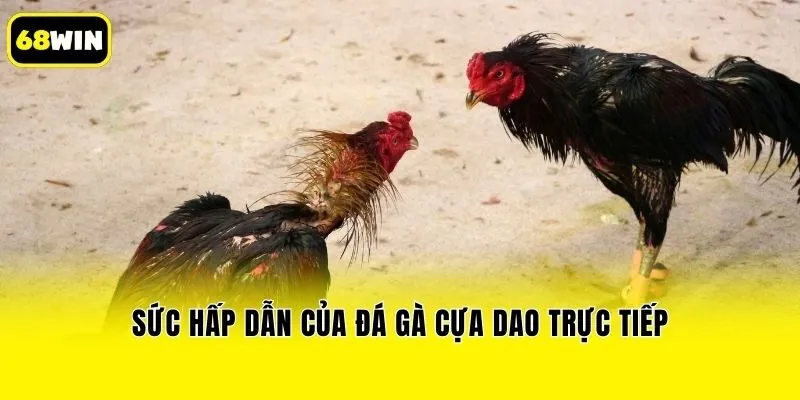 Sức hấp dẫn của đá gà cựa dao trực tiếp