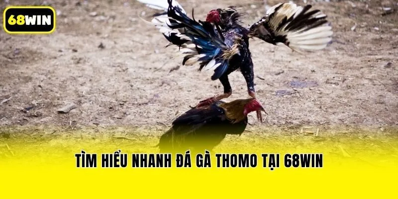 Tìm hiểu nhanh đá gà Thomo tại 68win