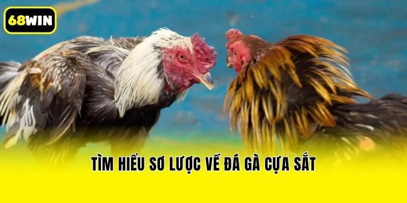 Tìm hiểu sơ lược về đá gà cựa sắt