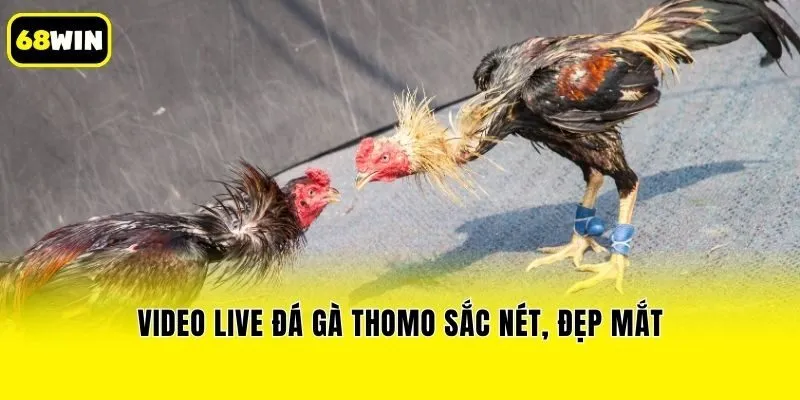 Video live đá gà thomo sắc nét, đẹp mắt